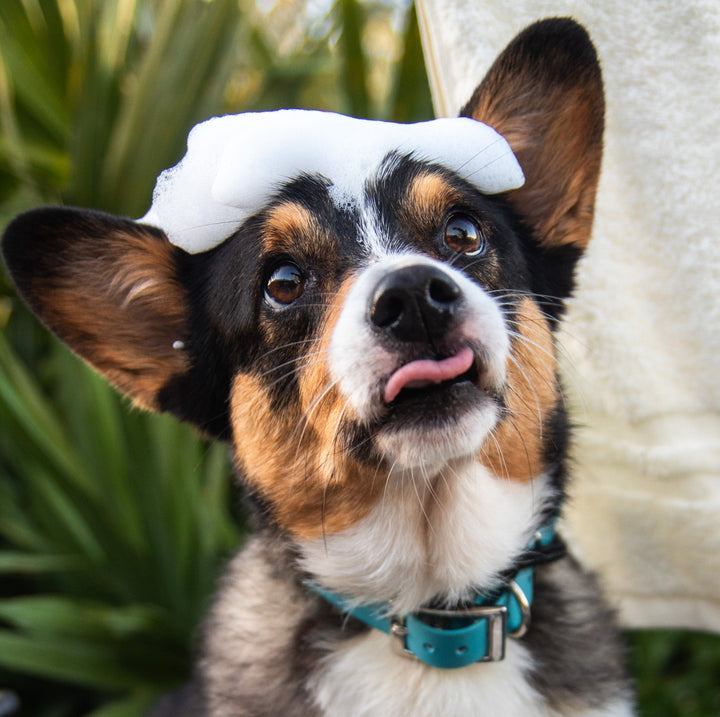 Oats + Honey Dog Shampoo